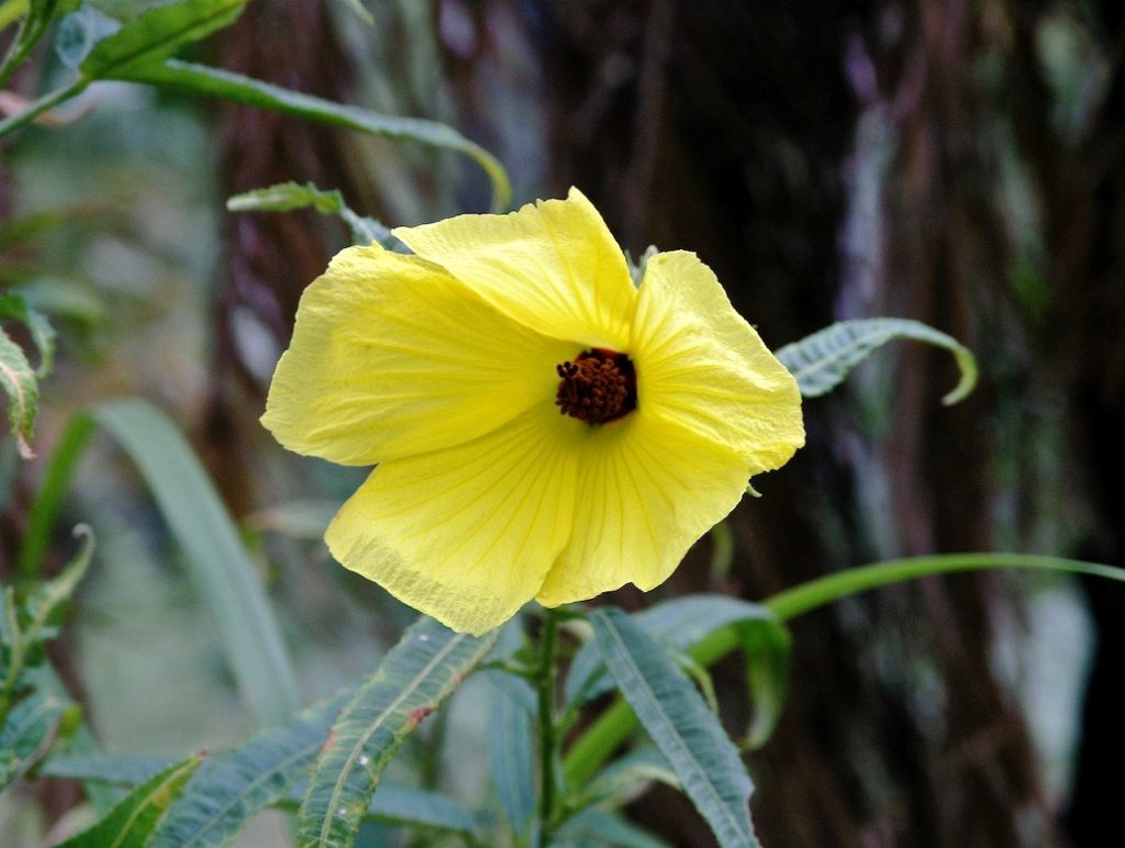 A single flower in the wilderness is a sign of ecosystem services to humanity