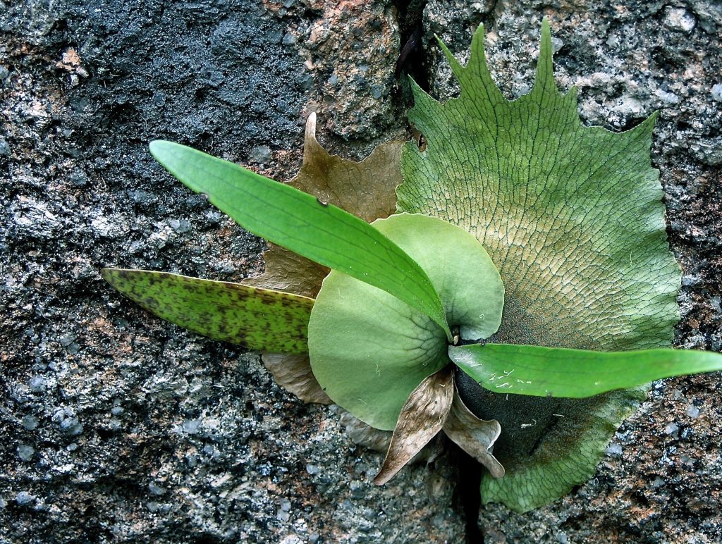 Biomimicry design in epiphyte clinging to a rock