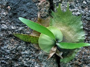 Epiphyte growing on Bald Rock