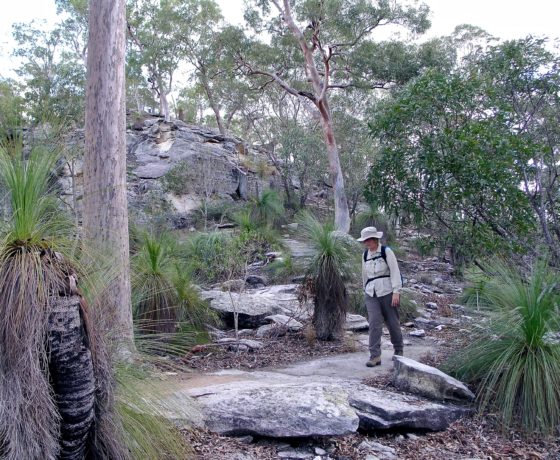 Connecting with all senses and the restorative wonders of nature in a relaxed short highland walk