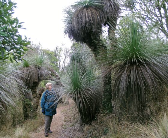 Ancient Grass Trees feature on all short break tours