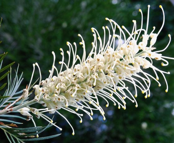 Native Grevillea's bloom in a unique western downs botanic garden