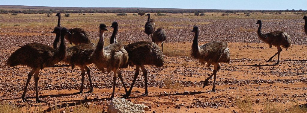 Curious Emus gathering