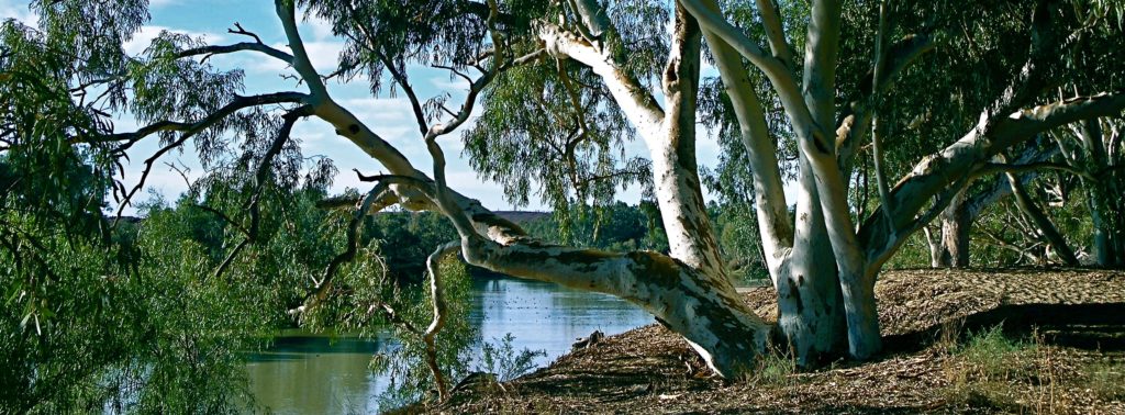 River Red Gums