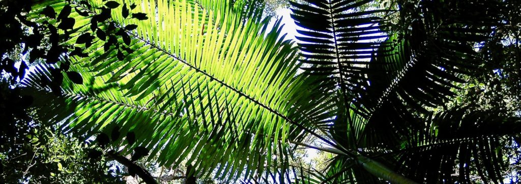 Forest Canopy on Fraser Island