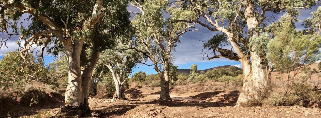 Flinders Ranges trail