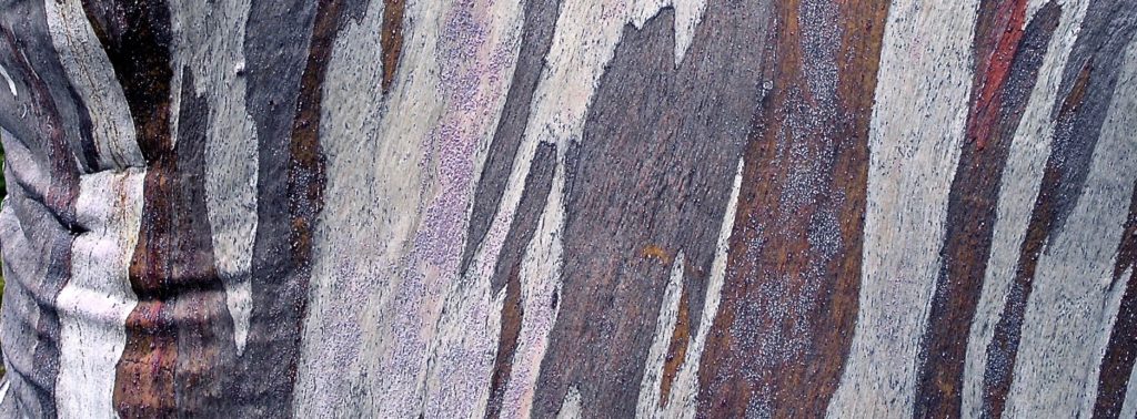 Bark of the Snow Gum, Cradle Mountain, Tasmania Tour