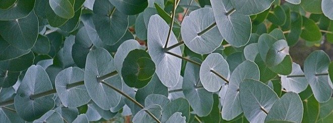 Creative detail of Australian Eucalypt