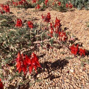 Sturt Desert Peas