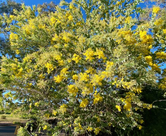 Australia's floral emblem, the Acacia or Wattle in bloom