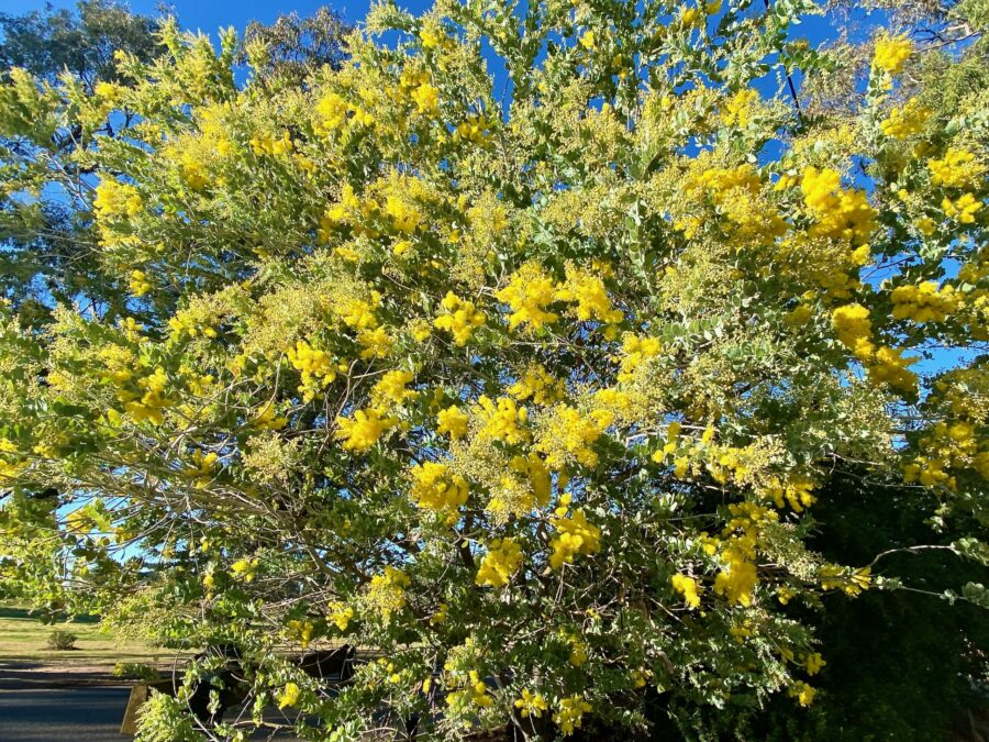 Australia's floral emblem, the Acacia or Wattle in bloom