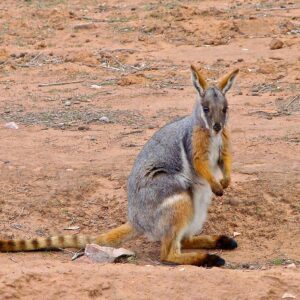 Yellow-footed Rock Wallaby