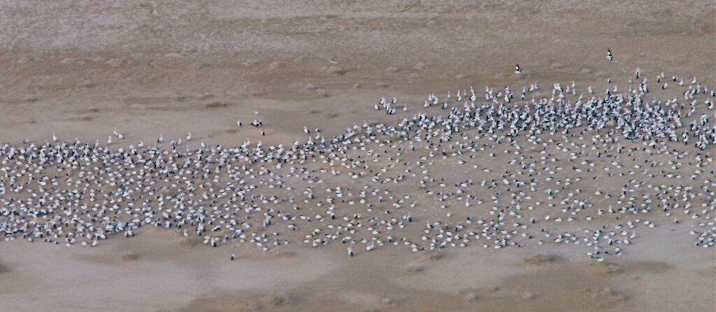Pelican Colony on Lake Eyre from the air