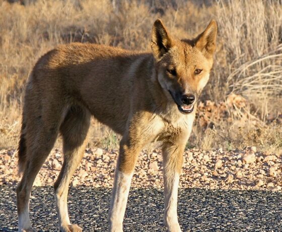 Dingo, ranging predator of the Desert Heartland