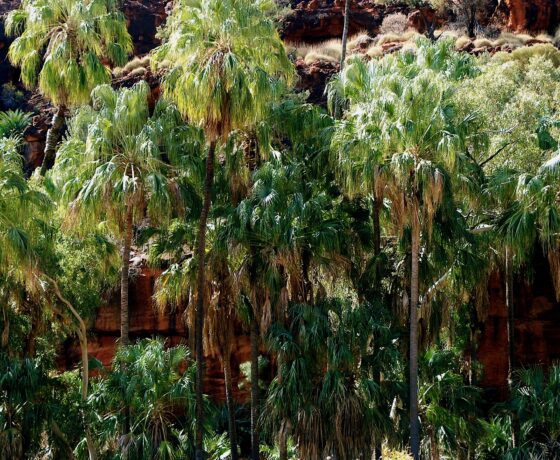Rare Cabbage Tree Palms endemic to Palm Valley