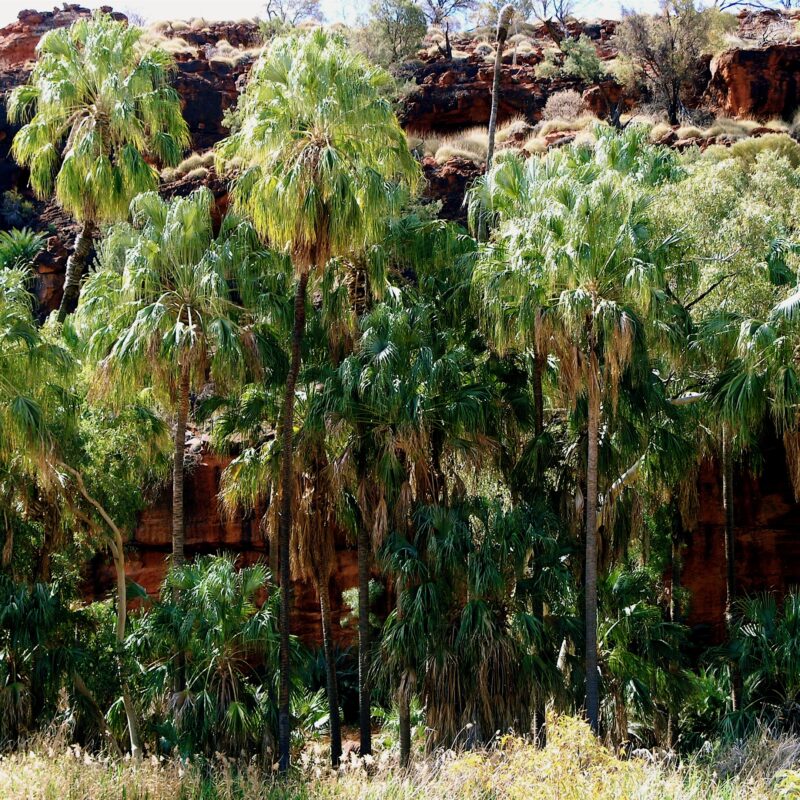 Rare Cabbage Tree Palms endemic to Palm Valley