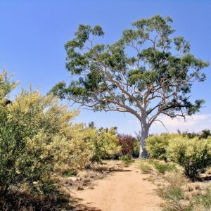 Symbolic Ghost Gum