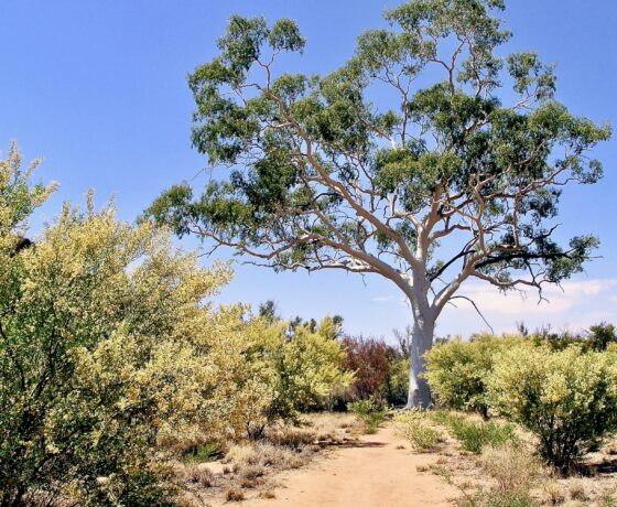 Symbolic Ghost Gum