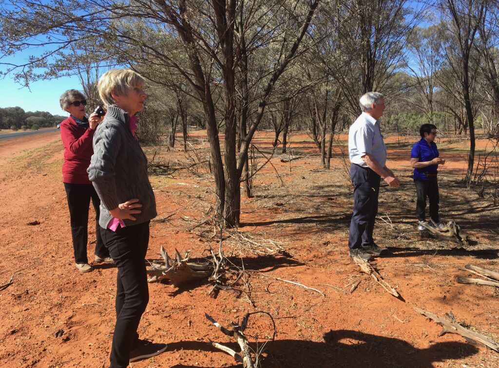 Tour guests studying the roadside Mulga