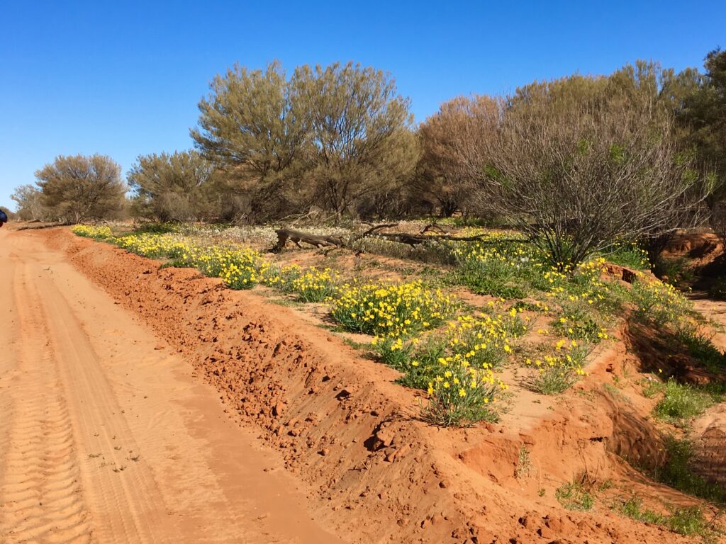 Roadside Mulga Scrub