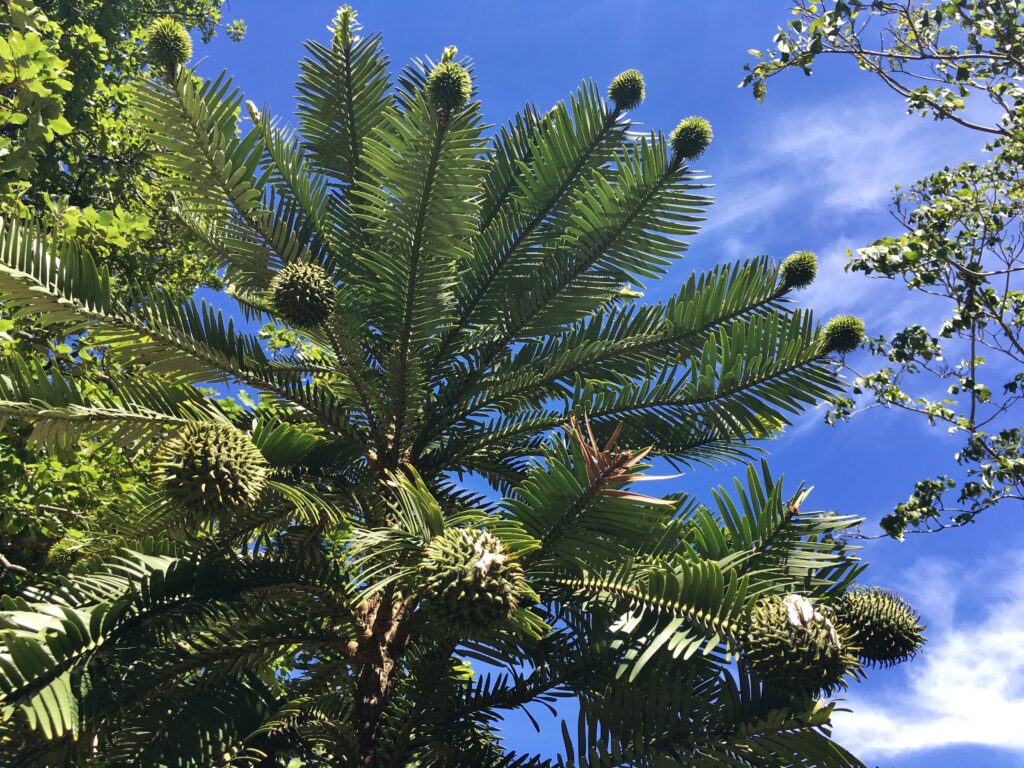 Wollemi Pine from the dinosaur era of natural history