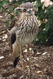 Stone Curlew