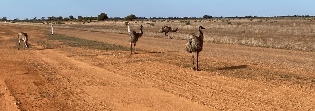 Road blockage on way to Thylungra Station