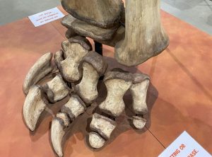 Dinosaur foot - Eromanga Natural History Museum