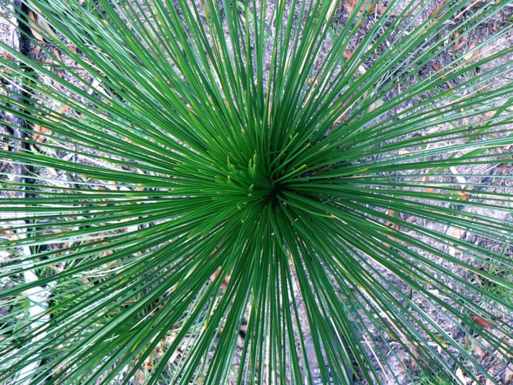Grass Tree, Girraween National Park