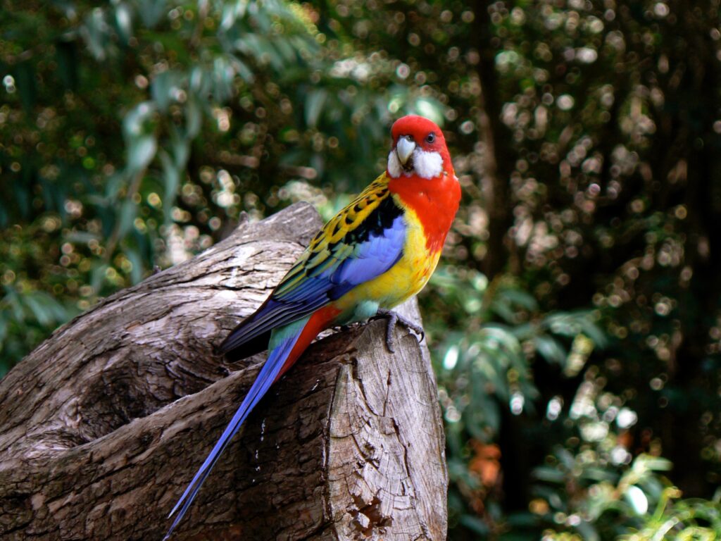 Eastern Rosella