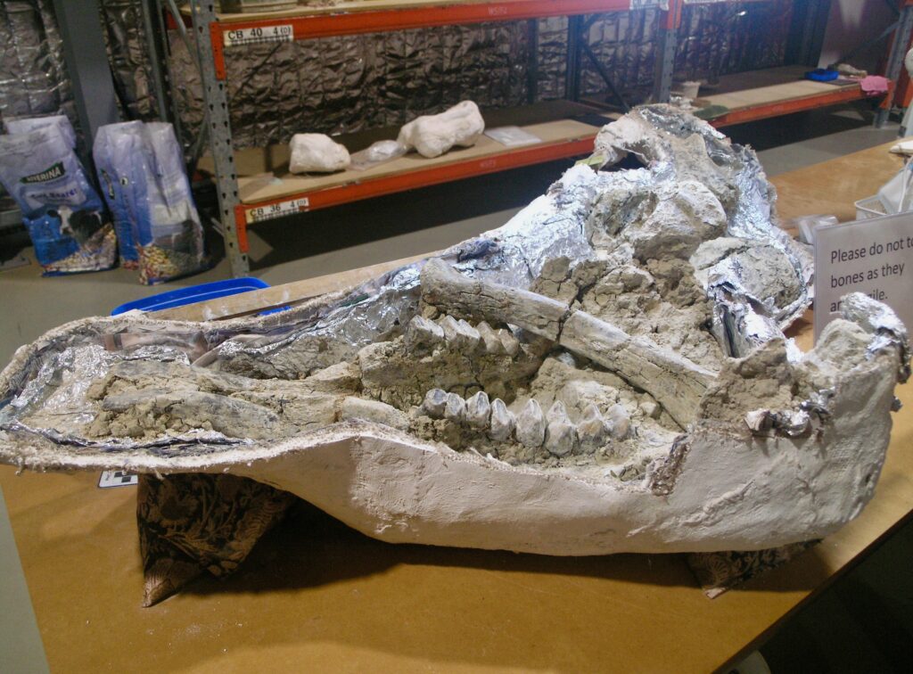 Dinosaur jaw being cleared from the field cast