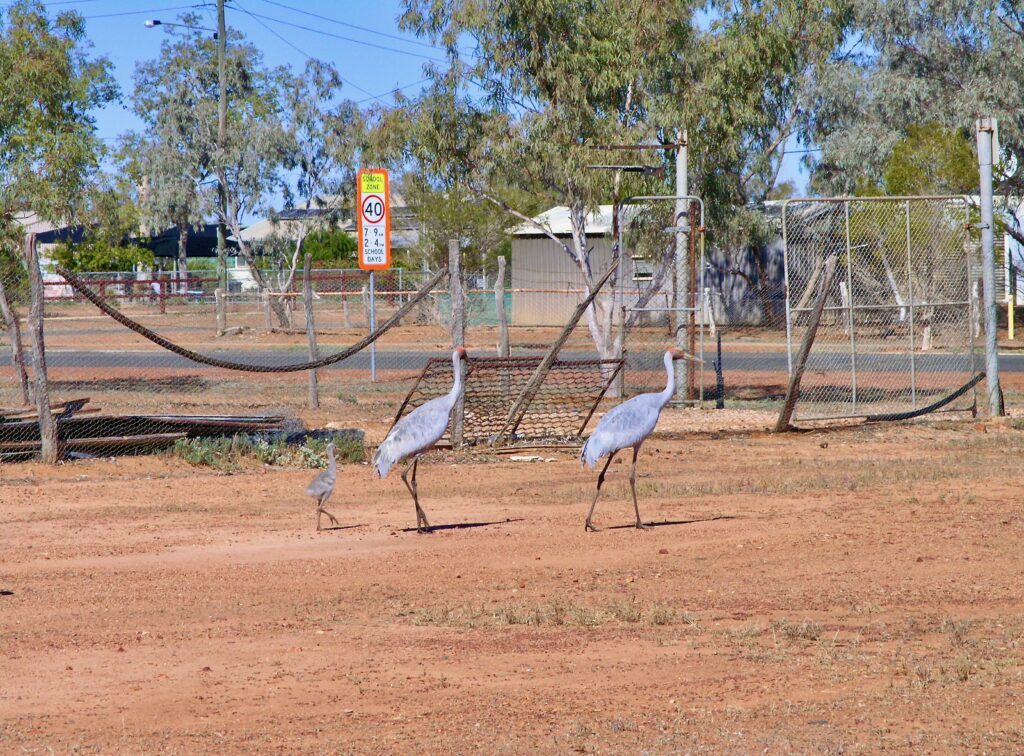 Brolga family on Eromanga town walkabout