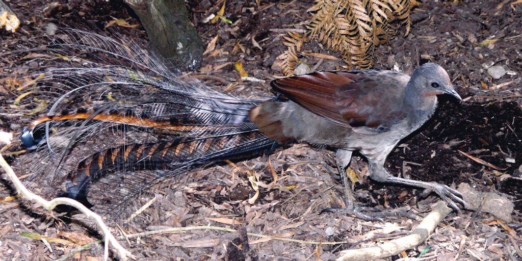 Superb Lyrebird on Grand Canyon Trail, Blue Mountains