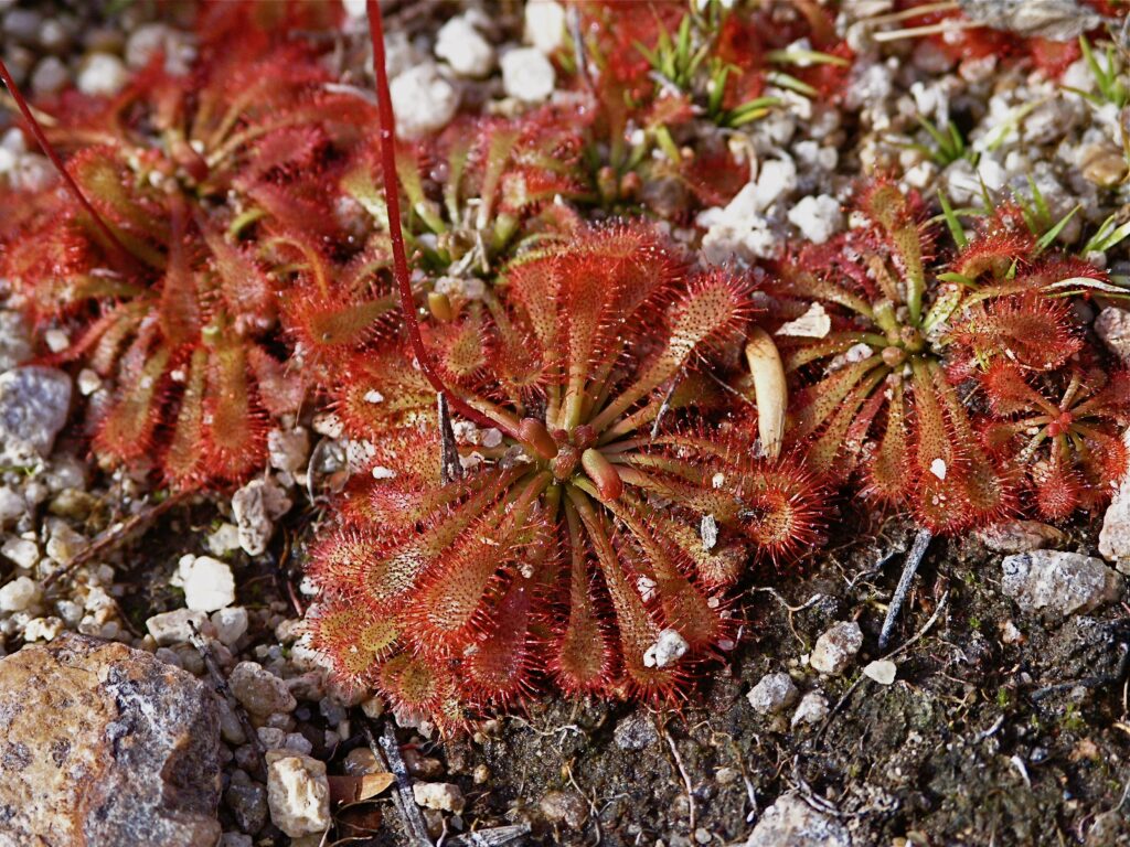 Carnivorous Sundews on Bald Rock Creek, Girraween National Park