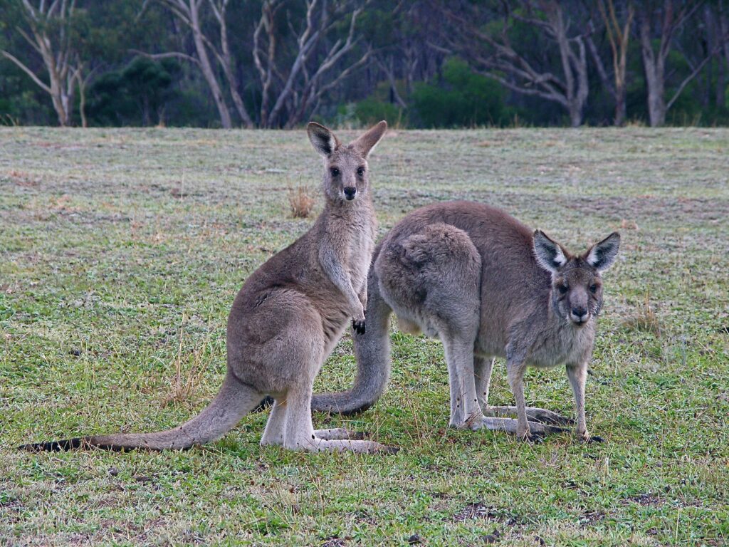 Eastern Grey Kangaroos grazing, Girraween National Park