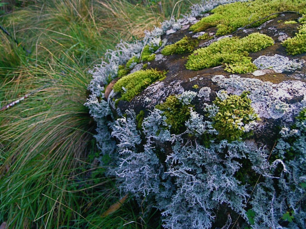 Lichen Garden, Bald Rock National Park