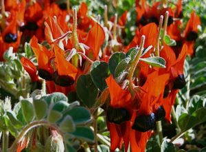 Sturt's Desert Pea