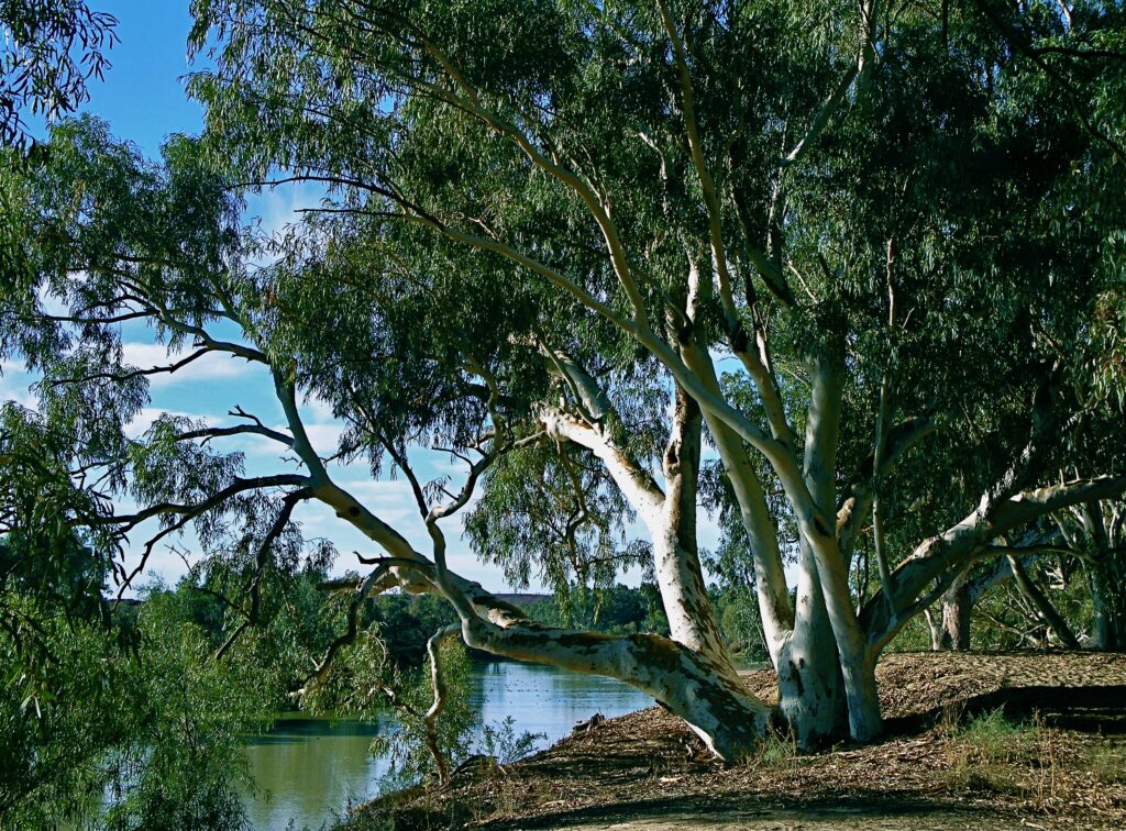 Cooper Creek discovered and named by Sturt was really a wilderness river