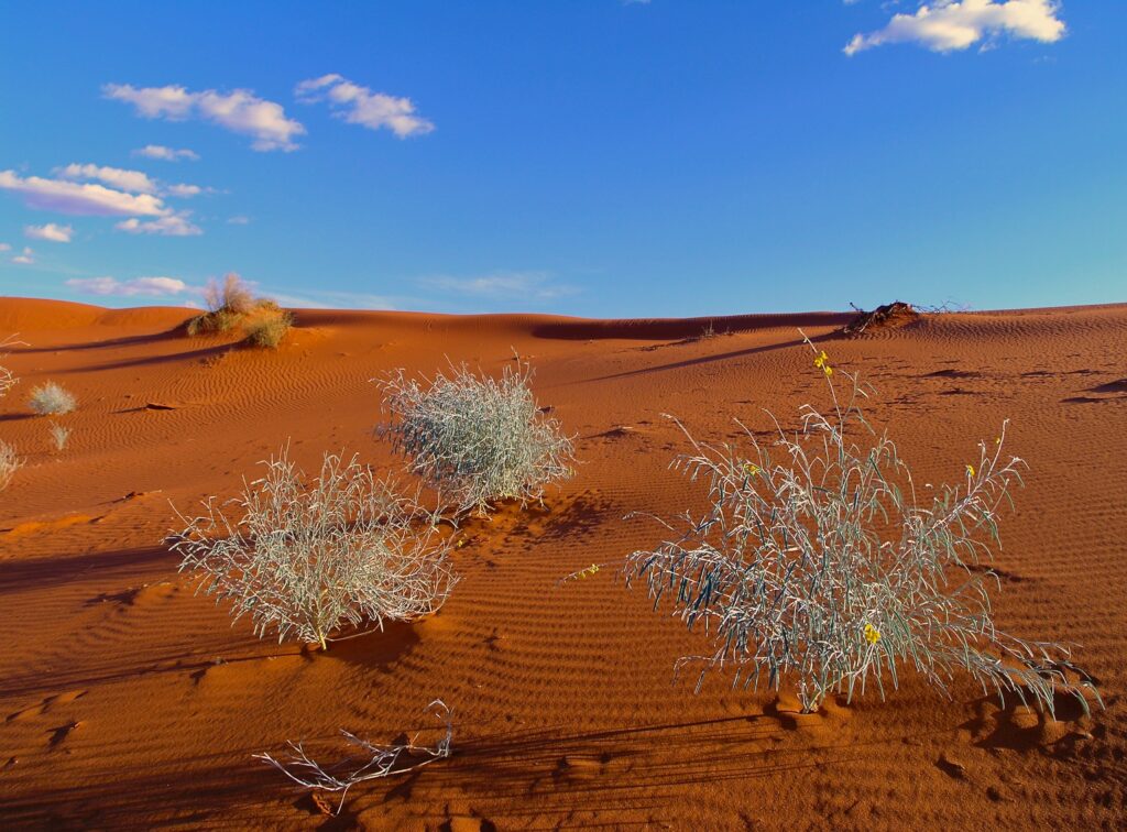 Challenging barrier dunes of the Strzelecki Desert crossing