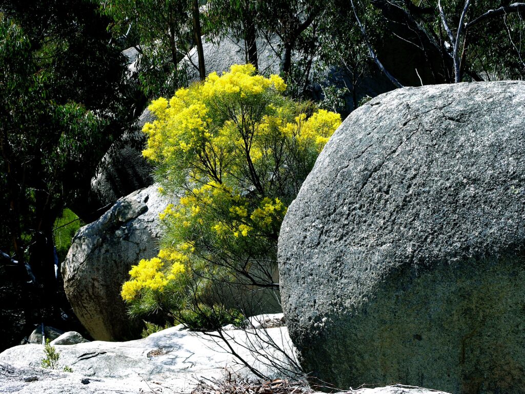 Wattle beauty, Castle Rock Trail, Girraween National Park