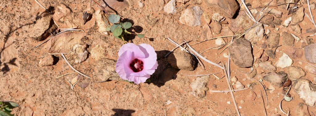 Floral Emblem Sturt's Desert Rose