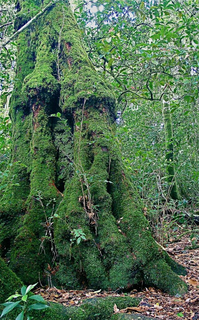 Ancient Antarctic Beech Tree from Gondwana era