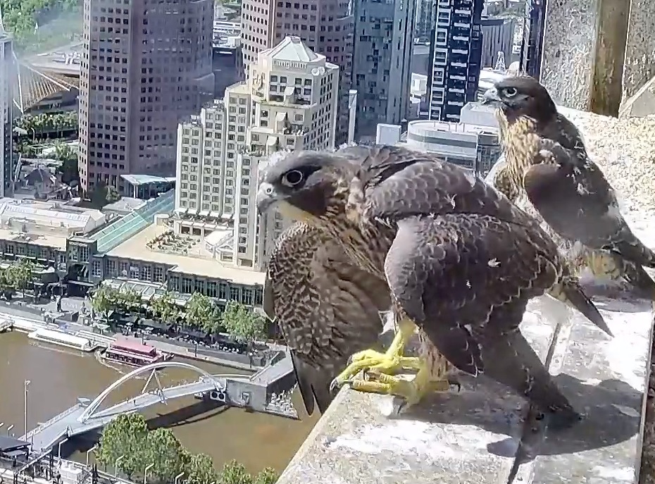 Peregrine Falcon nesting on Melbourne city building