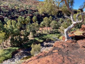 Beautiful Palm Valley