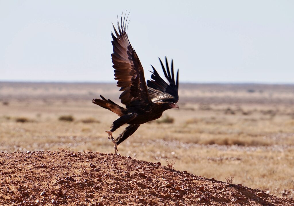 Wedge-tailed Eagle taking flight