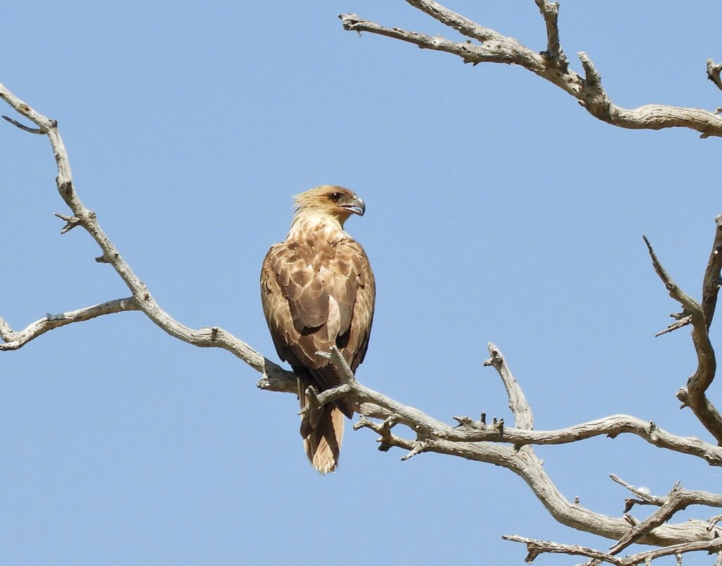 Whistling Kite observing us at Malkumba Coongie Lakes