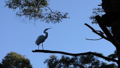 Greater Egret bird perched high on branch silhouetted against a clear sky